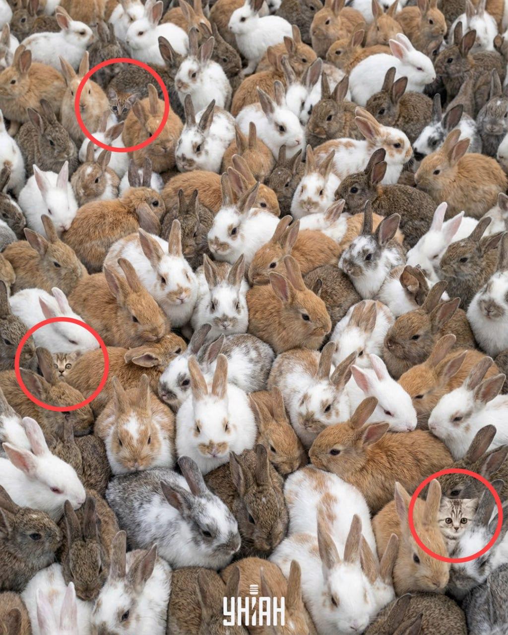 колаж УНИАН