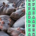 98% људи не може да пронађе реч „нилски коњ“ за 12 секунди: тешка загонетка 98% људи не може да пронађе реч „нилски коњ“ за