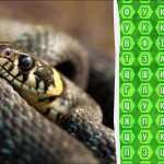 98% људи не може да пронађе реч "випер" за 12 секунди: изненађујуће тешка загонетка 98% људи не може да пронађе реч „випер“ за 12