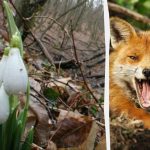 Оптичка илузија ће показати какав ИК имате: лисицу у шуми морате пронаћи за 9 секунди Оптичка илузија ће показати какав ИК имате: лисицу у шуми