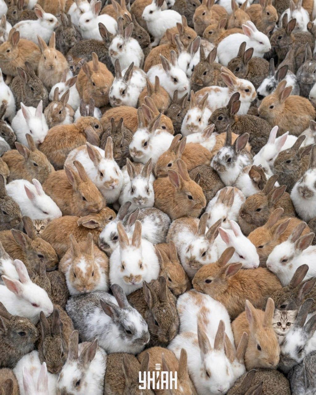 колаж УНИАН