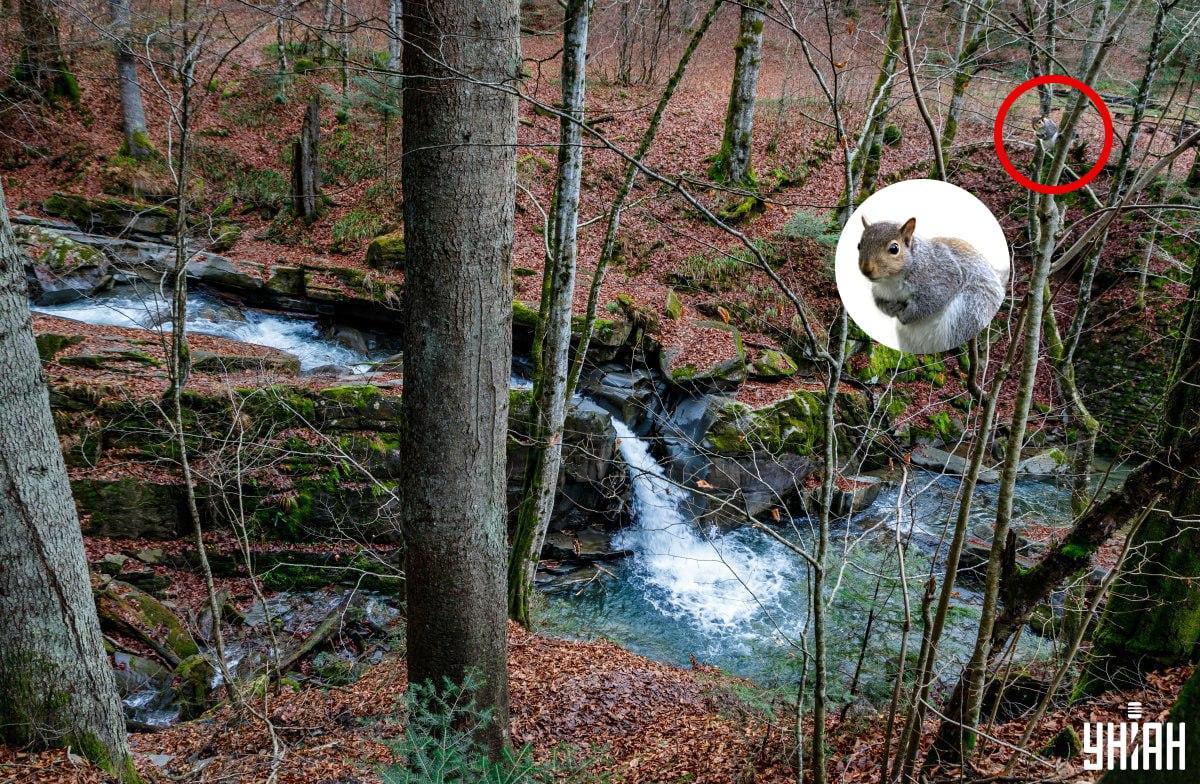 колаж УНИАН, фото УНИАН, Немес Јанош