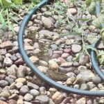 Занимљив ИК тест: покушајте да пронађете скривену жабу за само 5 секунди Занимљив ИК тест: покушајте да пронађете скривену жабу за само